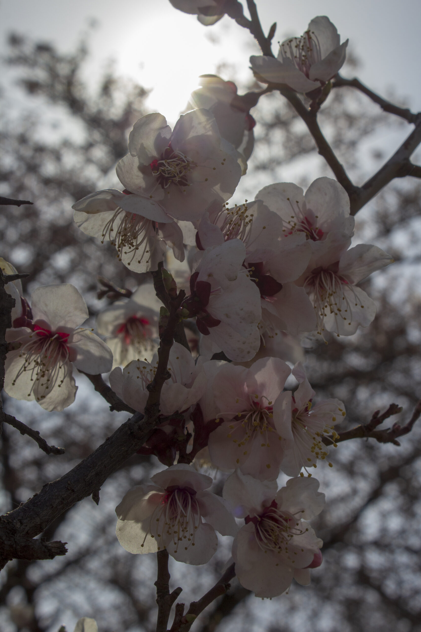 ดอกซากุระรับแสงแดดที่ยออีโด กรุงโซลในฤดูใบไม้ผลิ