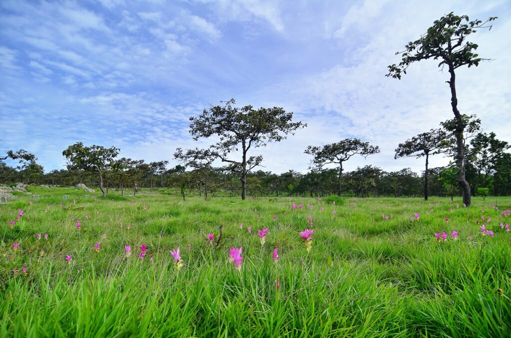 ป่าหินงามชัยภูมิ