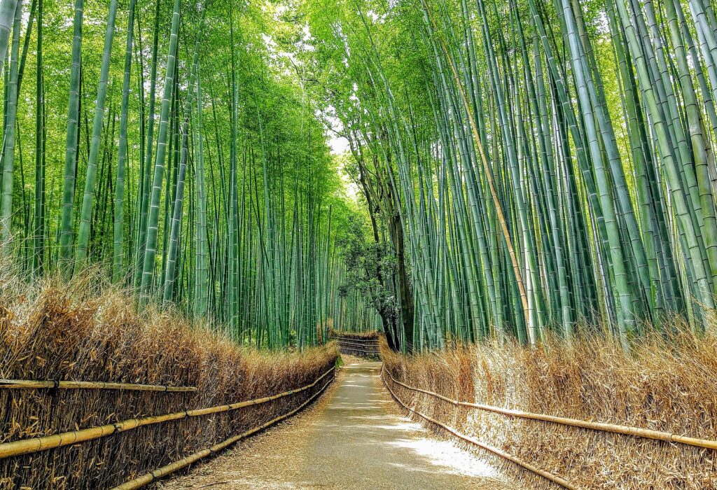 ทางเดินในป่าไผ่ซากาโนะ อาราชิยามะ เมืองเกียวโต