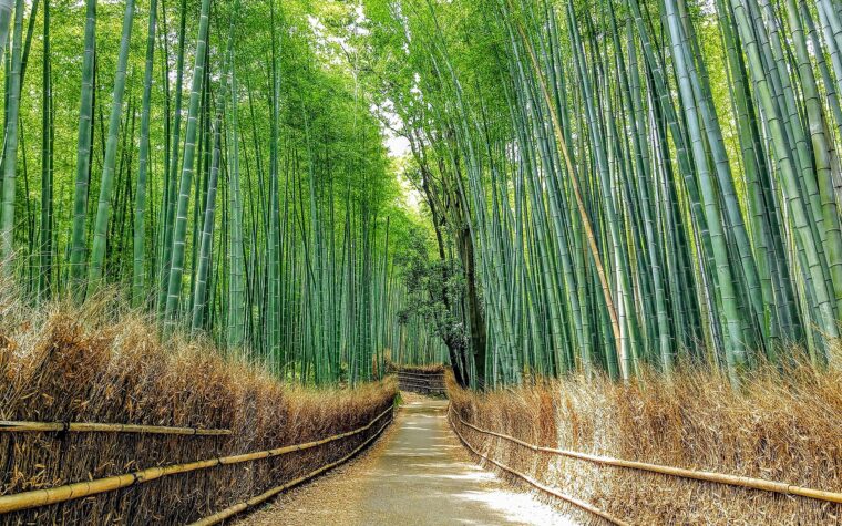 ทางเดินในป่าไผ่ซากาโนะ อาราชิยามะ เมืองเกียวโต