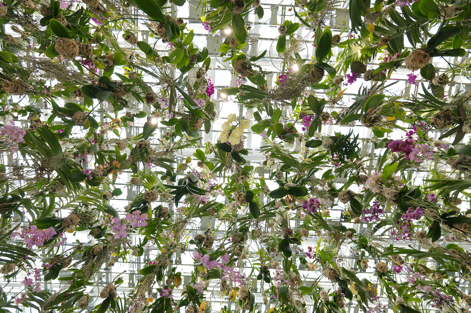 กล้วยไม้และพืชแขวนลอยเต็มพื้นที่จัดแสดง Floating Flower Garden ที่ teamLab Planets