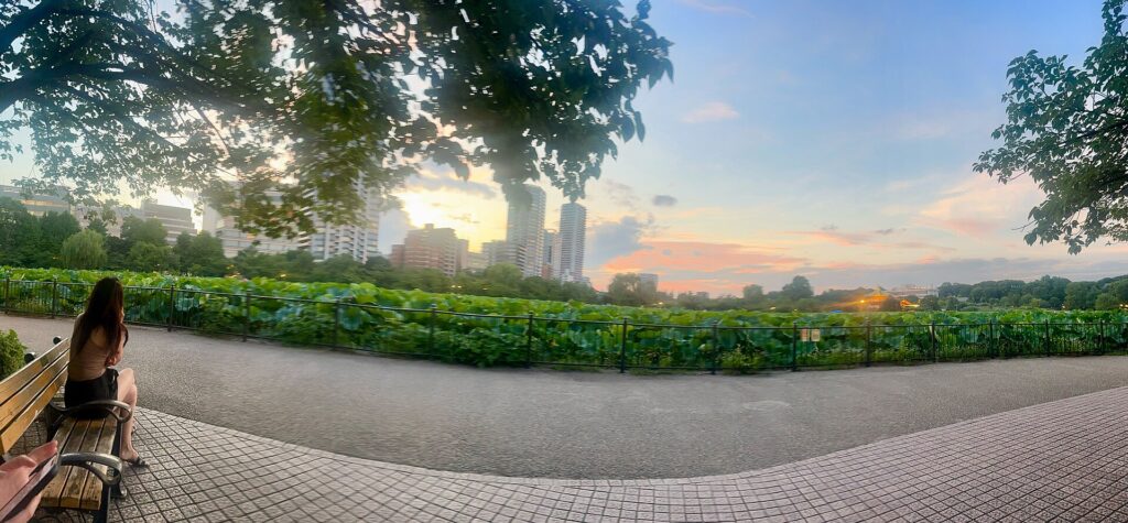 สระชิโนบาซุในสวนอุเอโนะช่วงพระอาทิตย์ตก เห็นบัว ต้นไม้ และเส้นขอบฟ้าโตเกียว