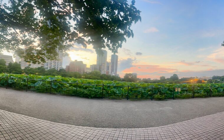 สระชิโนบาซุในสวนอุเอโนะช่วงพระอาทิตย์ตก เห็นบัว ต้นไม้ และเส้นขอบฟ้าโตเกียว