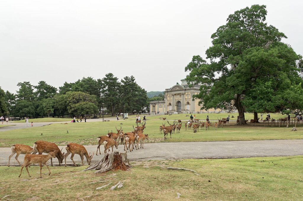 ฝูงกวางซิกาบนลานหญ้าในสวนนาราใกล้อาคารพิพิธภัณฑ์
