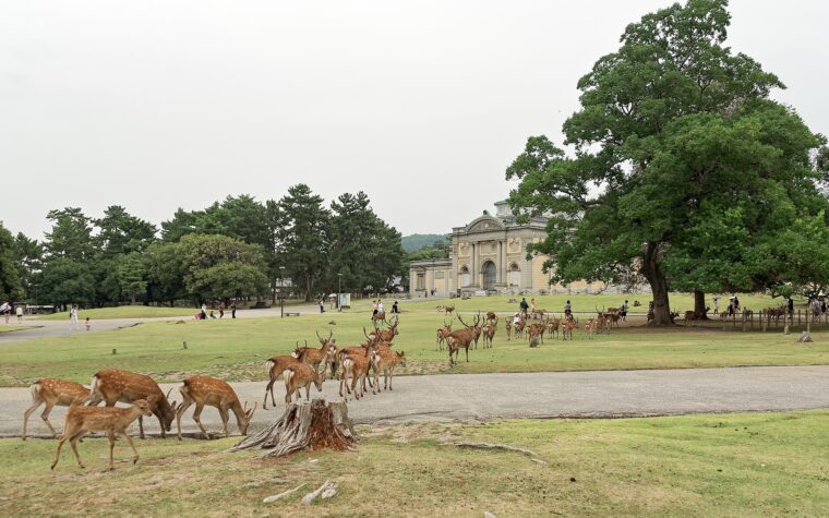 ฝูงกวางซิกาบนลานหญ้าในสวนนาราใกล้อาคารพิพิธภัณฑ์