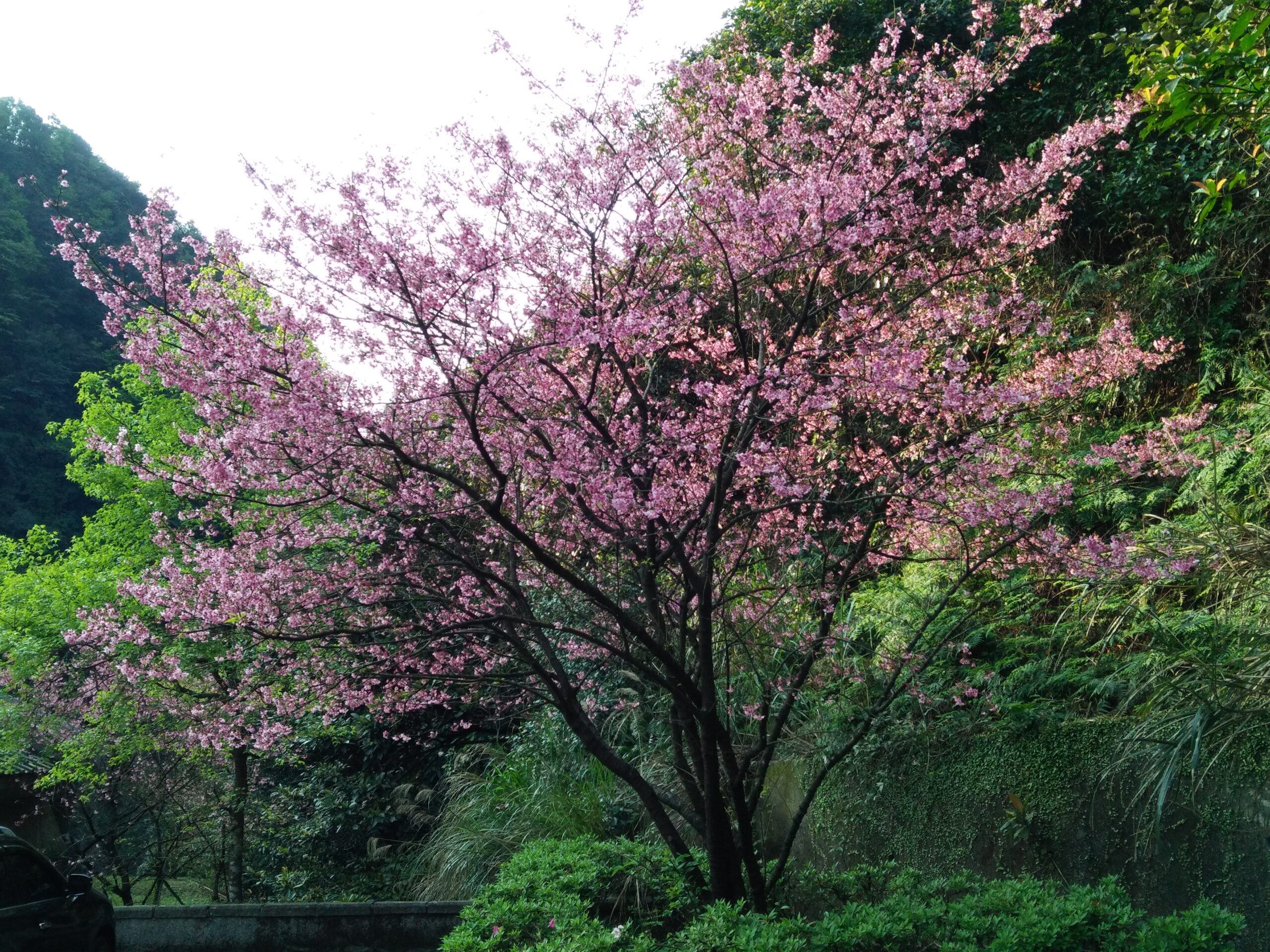 ต้นซากุระสีชมพูบานท่ามกลางพื้นที่สีเขียวของอุทยานแห่งชาติหยางหมิงซาน