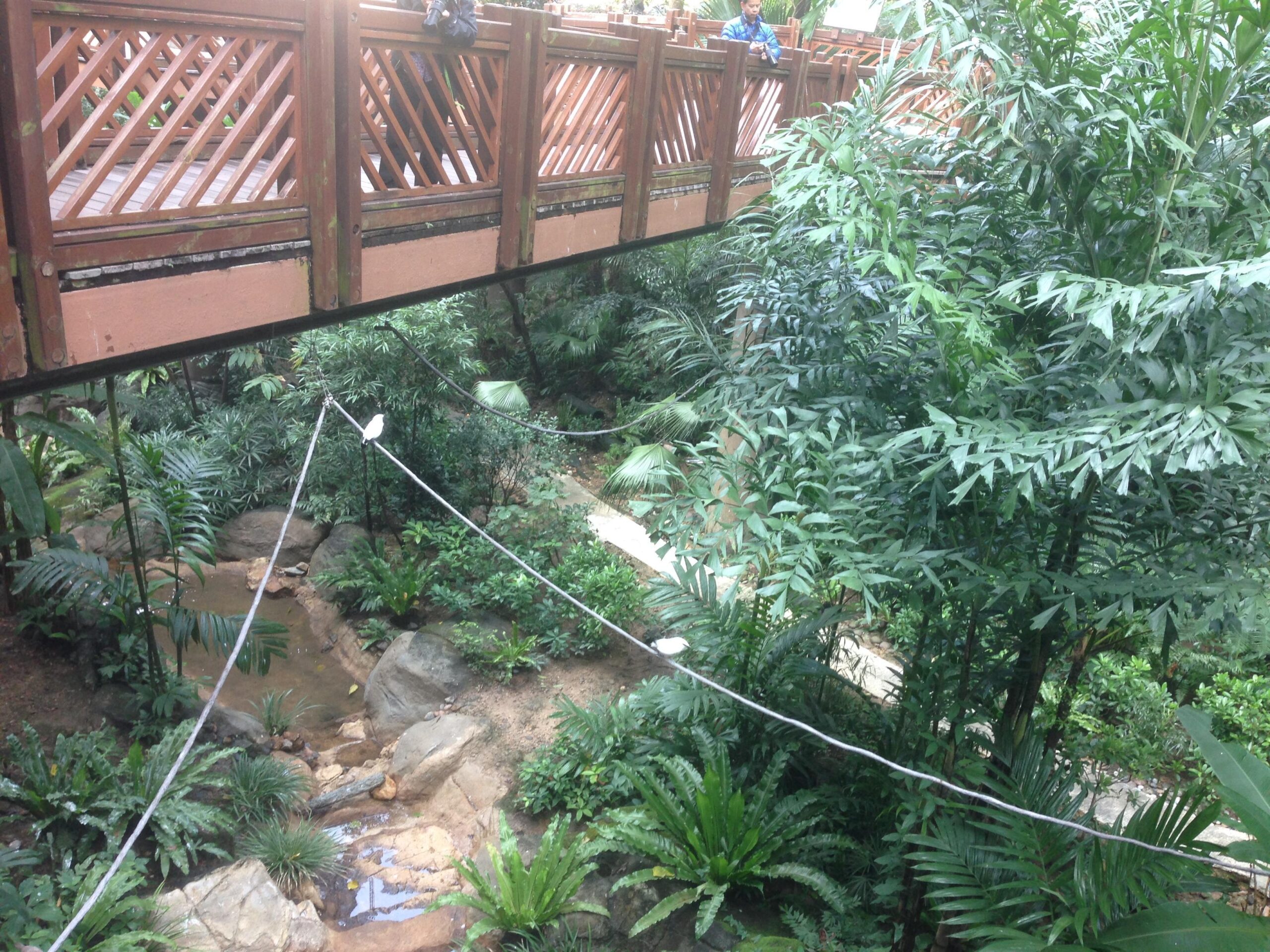 ทางเดินยกระดับท่ามกลางต้นไม้ใน Edward Youde Aviary ที่ Hong Kong Park