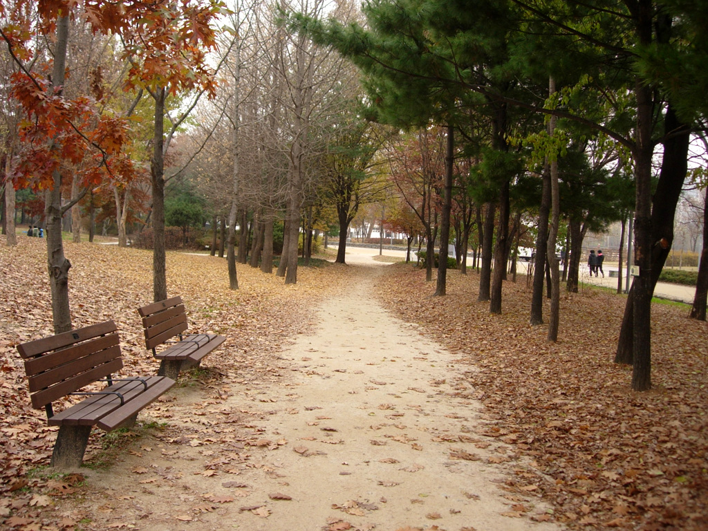 ทางเดินและม้านั่งใต้ต้นไม้ใน Seoul Forest ช่วงฤดูใบไม้ร่วง